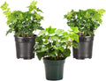 Live Green English Ivy Plant 4 in Pot (3 Pack) - Easy Indoor Vines