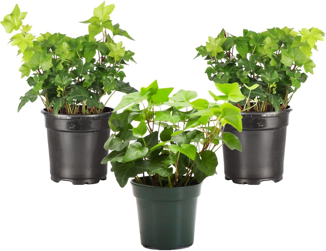 Live Green English Ivy Plant - Natural Air Purifier for Home