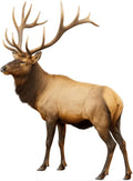 Elk Cutout Life-Size Realistic Woodland Animal Standee for Decor
