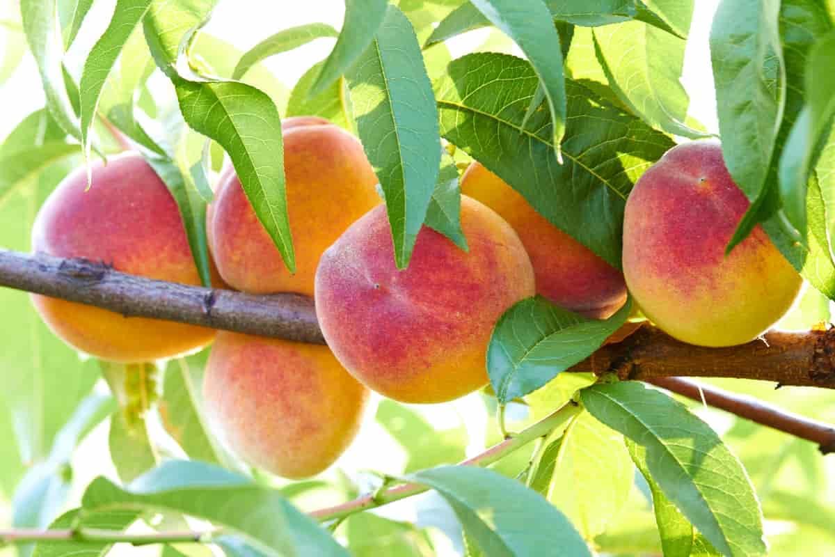 Bounty Peach Tree - Self Pollinating Live Fruit Plant 2 Feet Tall