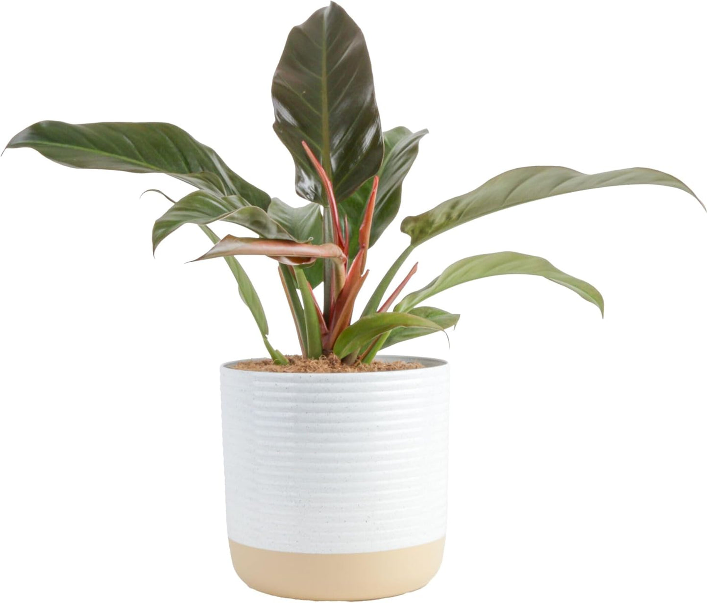 Philodendron Live Plant - Large Easy to Grow Indoor Houseplant