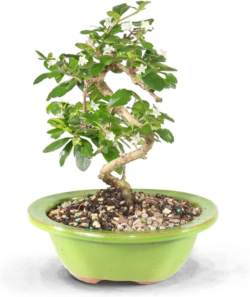 Live Fukien Tea Bonsai Tree - Indoor Bonsai with Pot