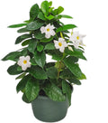 White Mandevilla Plant Live Hanging Basket - Lush Tropical Blooms