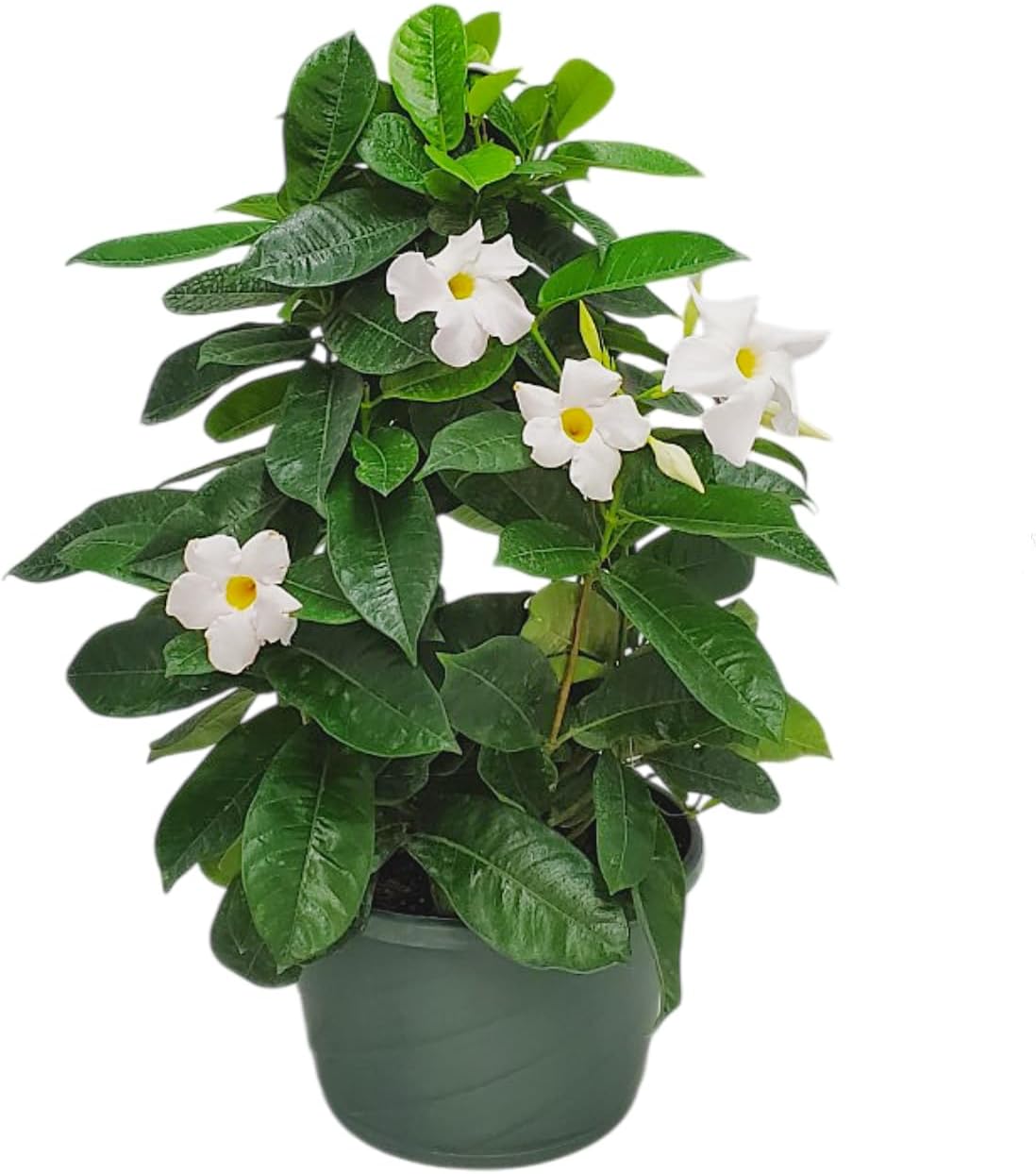 White Mandevilla Plant Live Hanging Basket for Tropical Decor