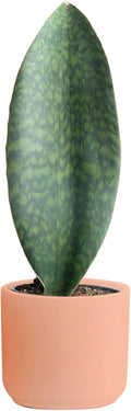 Whale Fin Sansevieria Snake Plant - Low Care, Sculptural Decor