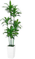 Dracaena Trees Artificial Indoor 6FT Faux Tree with White Planter