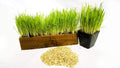 Thunder Acres Cat Grass Blend - Organic Wheat Barley Oats Rye