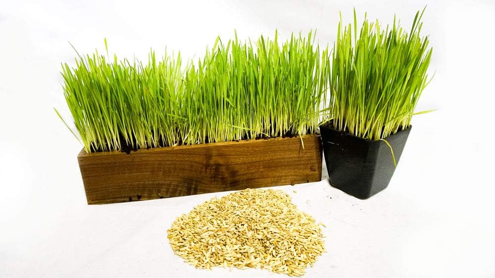 Thunder Acres Cat Grass Blend - Organic Wheat, Barley, Oats & Rye