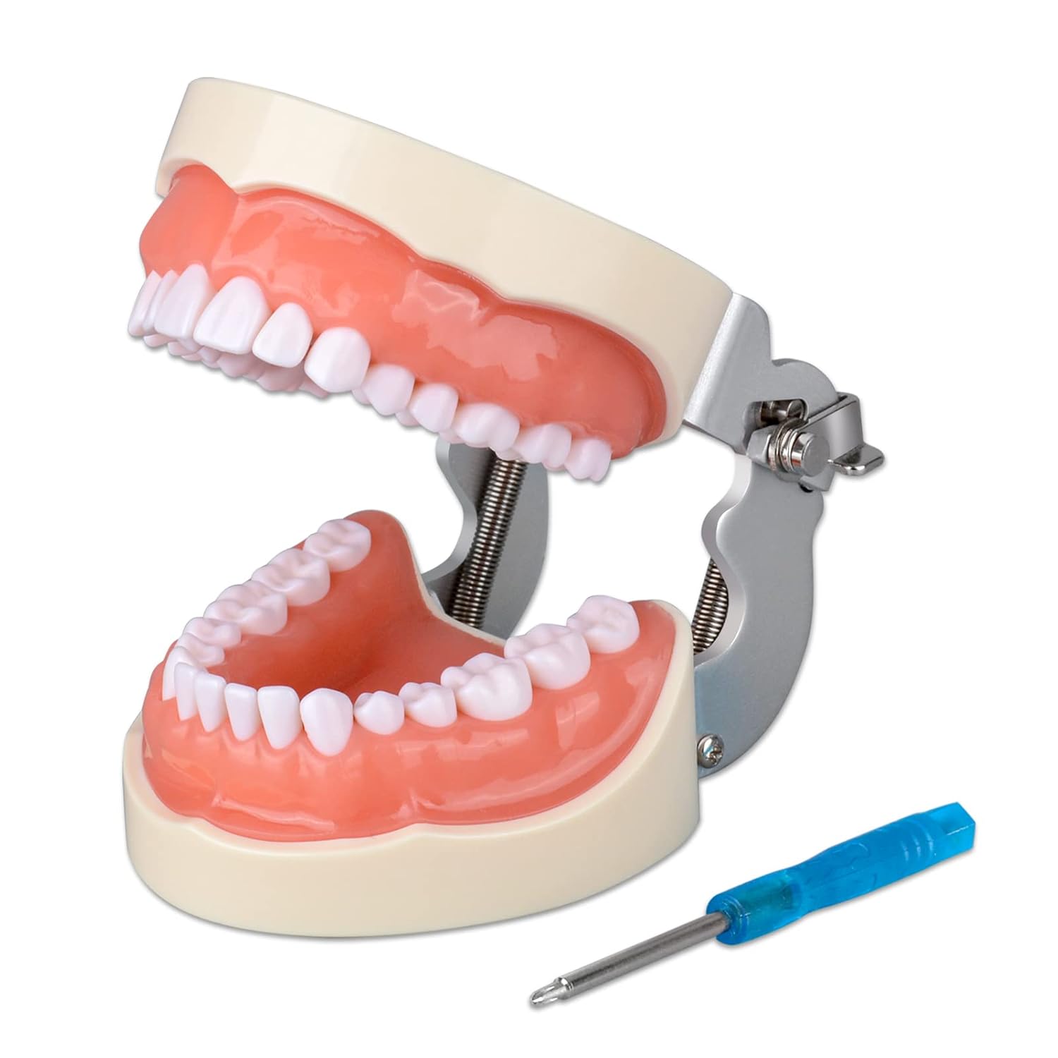 Typodont Teeth Model with 32 Detachable Teeth for Practice