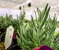 Phenomenal Lavender Live Perennial Plants - 2 Pint Pots - Hardy
