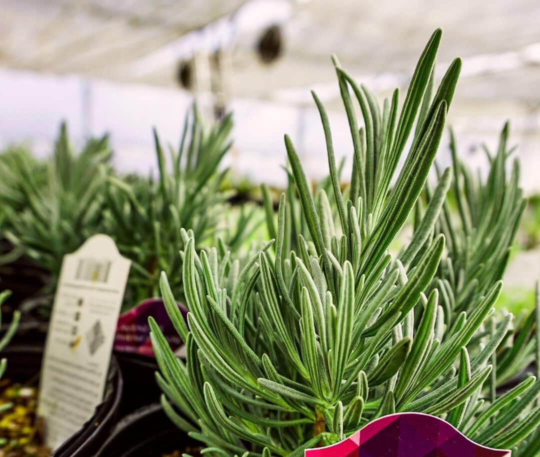 Phenomenal Lavender Plants - Hardy Lavandula x Intermedia