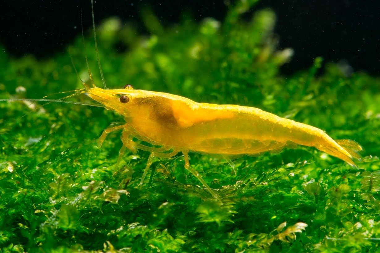 Neocaridina Freshwater Aquarium Shrimps in Yellow Golden Back