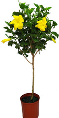Hibiscus Tree Yellow Ft. Myers - 38 to 44 in Tropical