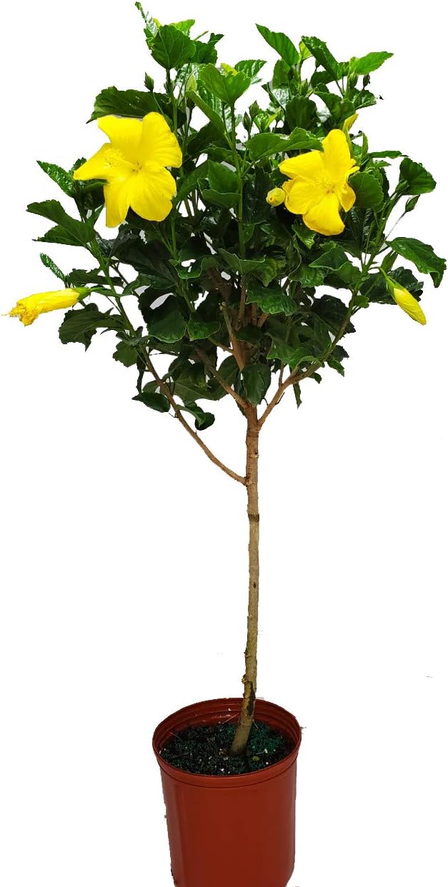 Hibiscus Tree - Yellow Ft. Myers - Tropical Plant for Your Garden