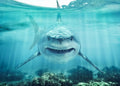 10x6.5ft Shark Underwater Backdrop - Ocean Party Photo Background