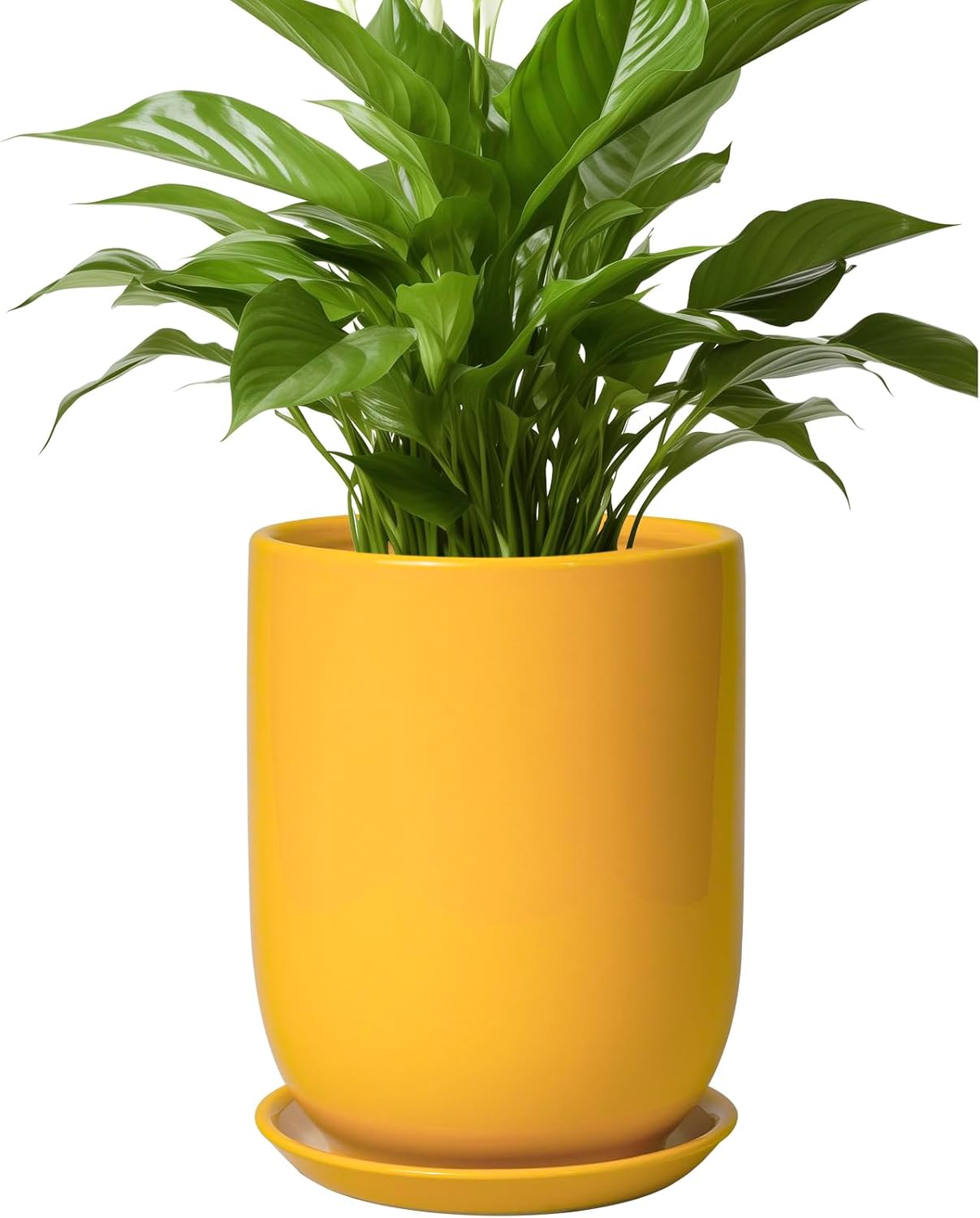 8 Inch Ceramic Plant Pot with Drainage Hole for Indoor Plants