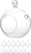 WGV Hanging Terrarium Globe 4in x 4.75in - Clear DIY Air Succulent