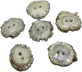 6 Hand Carved Naturally Shed Antler Buttons - Crown White Accent