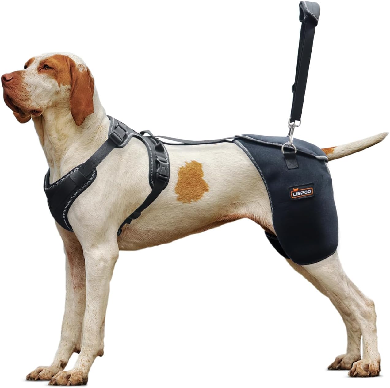 Dog Hip Support Brace for Dysplasia, Arthritis, and Pain Relief