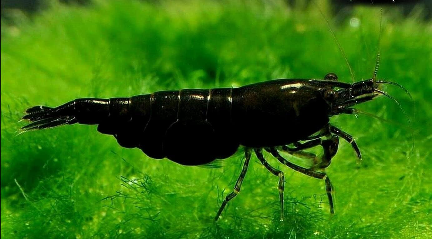 Neocaridina Freshwater Aquarium Shrimps - 10 Black Rose Variety