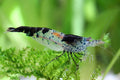 Carbon Rili Neocaridina Shrimp 20-Pack - High Grade Live Shrimp
