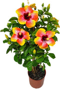 Live Hibiscus Tree Braided Fiesta - 34 to 38 in Tropical Accent