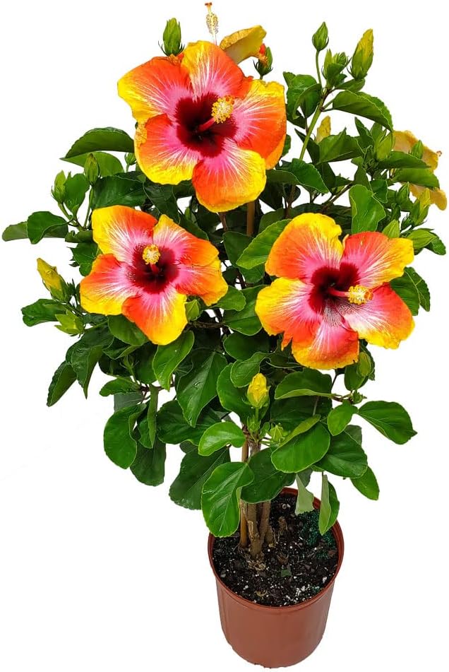 Live Hibiscus Tree Braided Fiesta - Tropical Plants of Florida