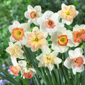 Eden Brothers Daffodil Bulbs Pretty in Pink Mix - 100 Bulbs