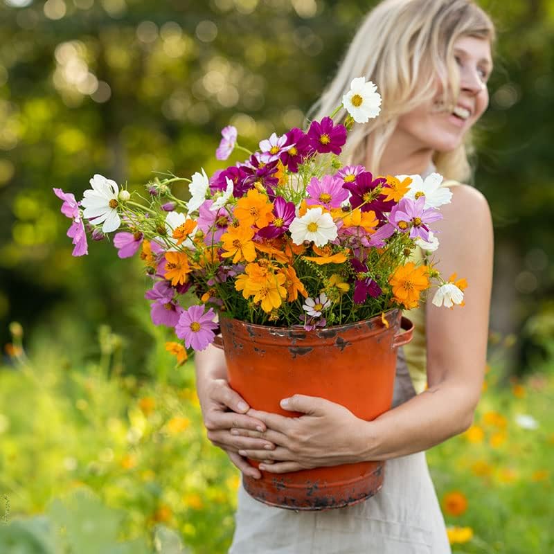 Crazy for Cosmos Flower Mixed Seeds - 2,400,000+ Non-GMO Seeds