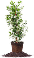 Perfect Plants Confederate Jasmine Live Plant - Fragrant Lime-Green