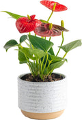 Costa Farms Anthurium Live Indoor Plant with Red Flowers - 12 in