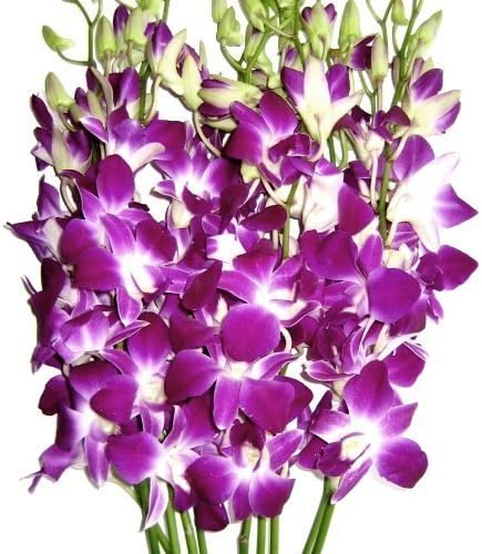 Premium Cut Purple Orchids for Thoughtful Gifts and Decor