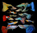 Swimming Creatures 6 Assorted Male Fancy Guppy Live Tropical Fish