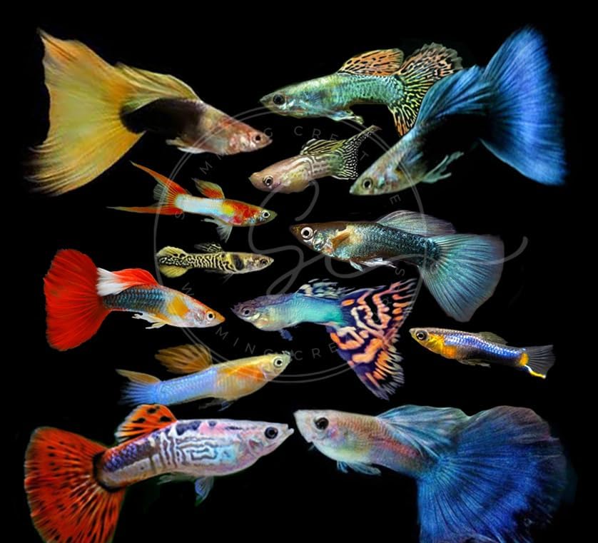 Vibrant Assorted Male Fancy Guppy Live Tropical Fish for Aquariums