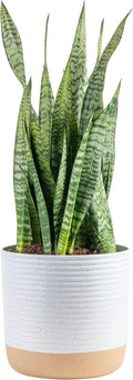 Snake Plant Live Indoor Sansevieria in Decor Planter - Easy Care