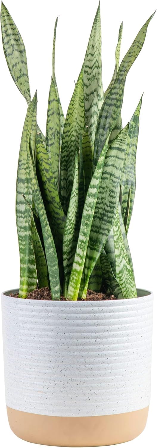 Live Indoor Snake Plant for Home Decor and Wellbeing