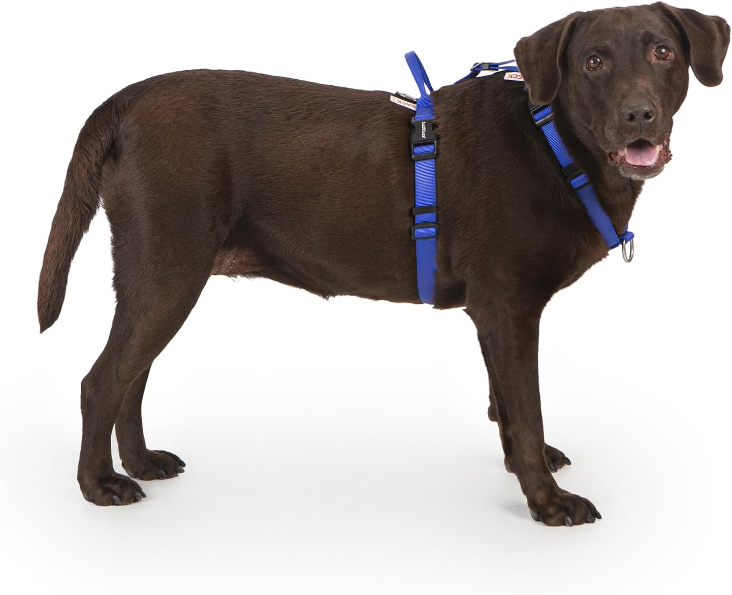Non Restrictive Dog Harness for Easy Walks and Comfort