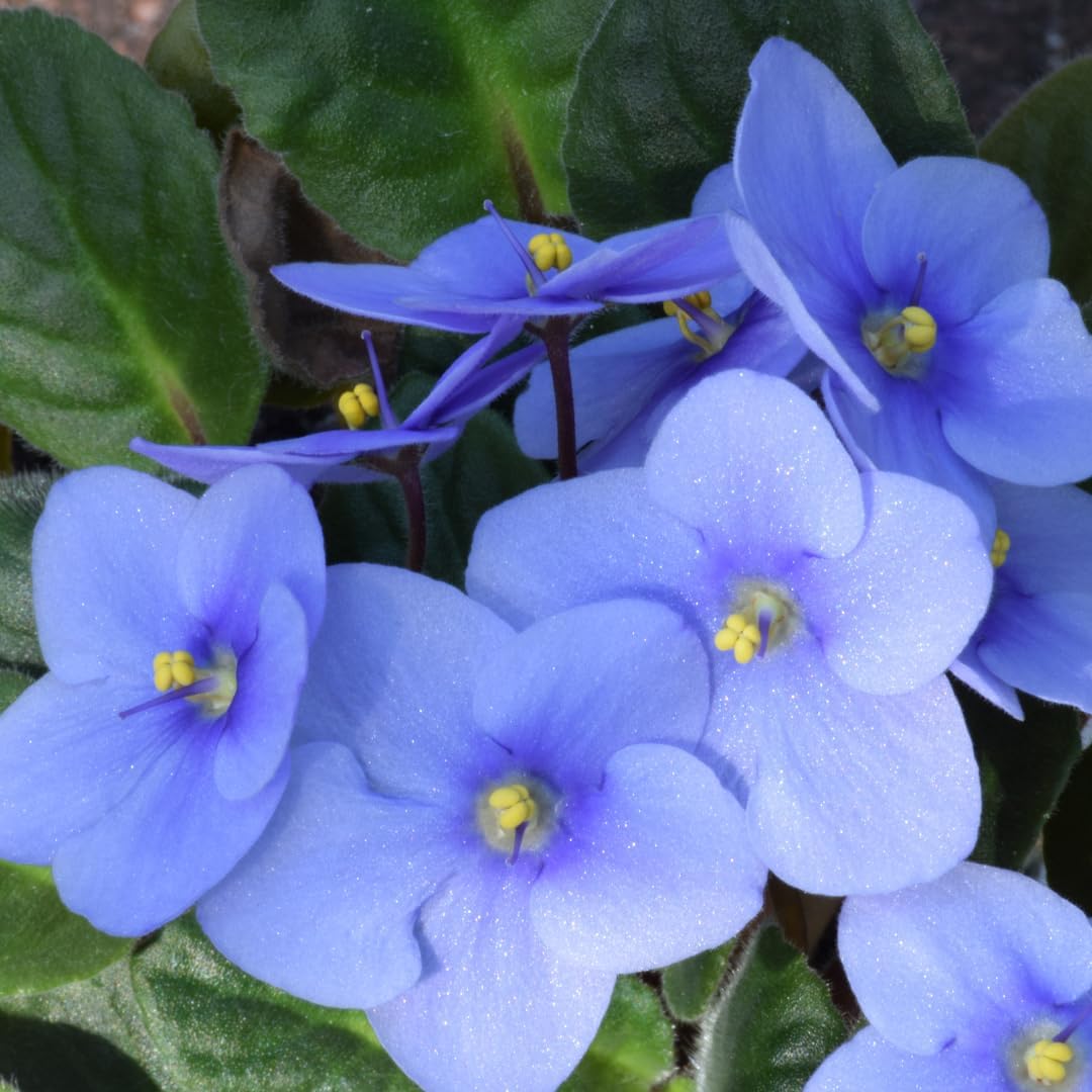 Light Blue African Violet Live Plant for Indoor Gardens