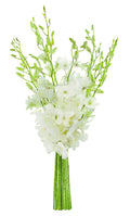 Bouquet of White Orchid for Sympathy, Wedding, and More