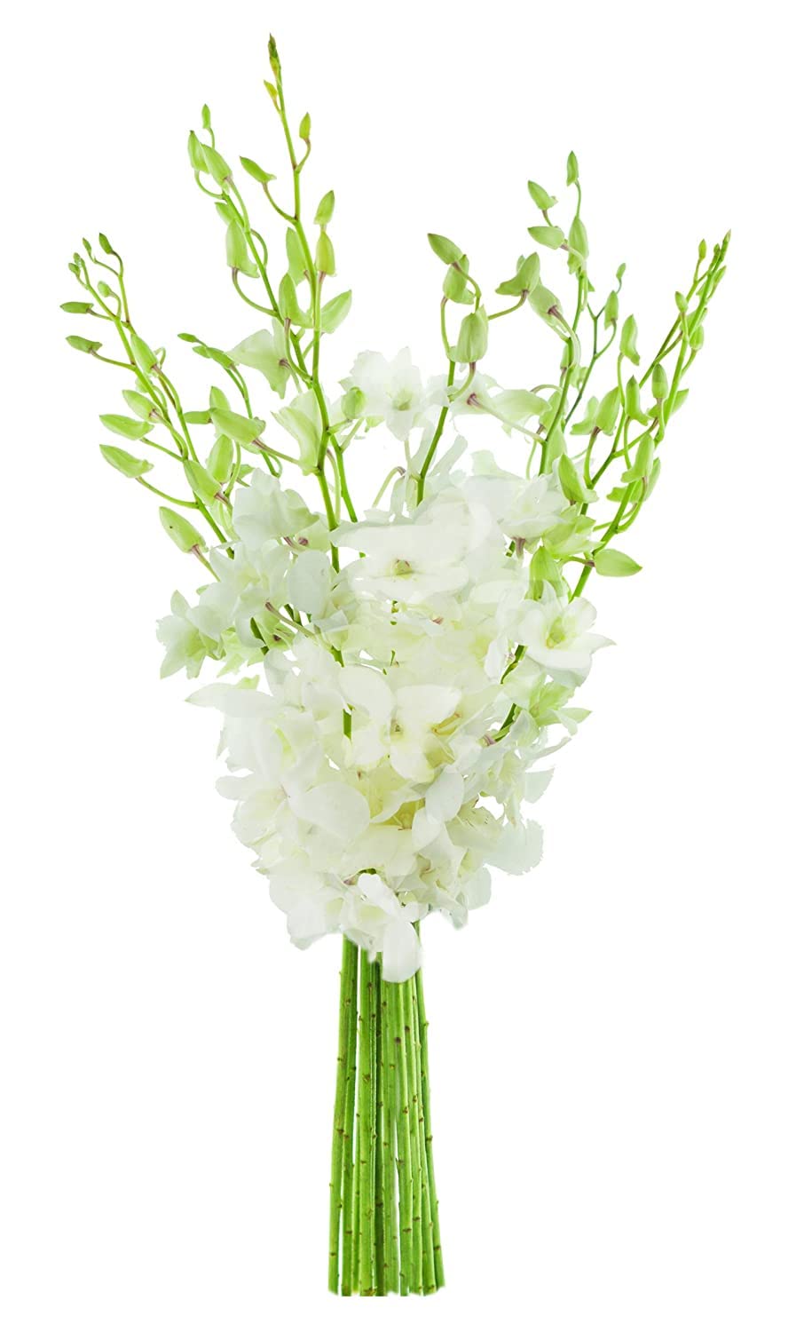 Bouquet of White Orchid for Sympathy, Wedding, and More