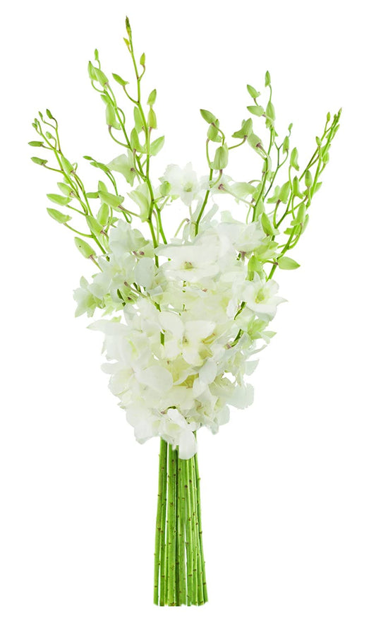 Bouquet of White Orchid for Sympathy, Wedding, and More