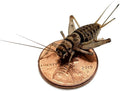 1 in Large Adult Banded Crickets 1000 Count - Live Feeder