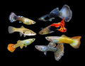 Assorted Male & Female Guppy Live Fish for Aquariums
