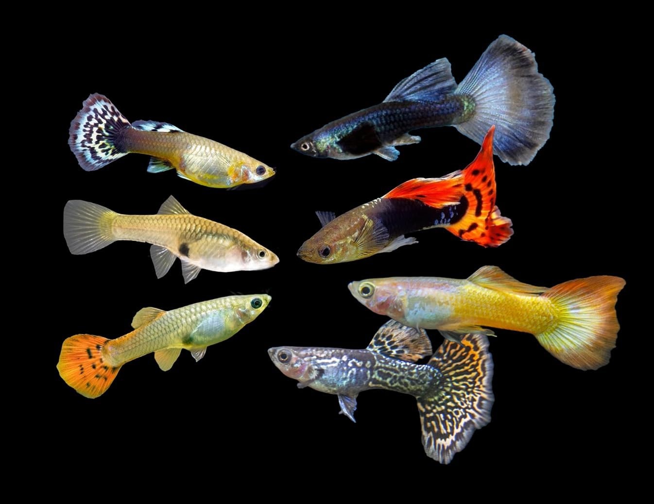 Assorted Male & Female Guppy Live Fish for Aquariums