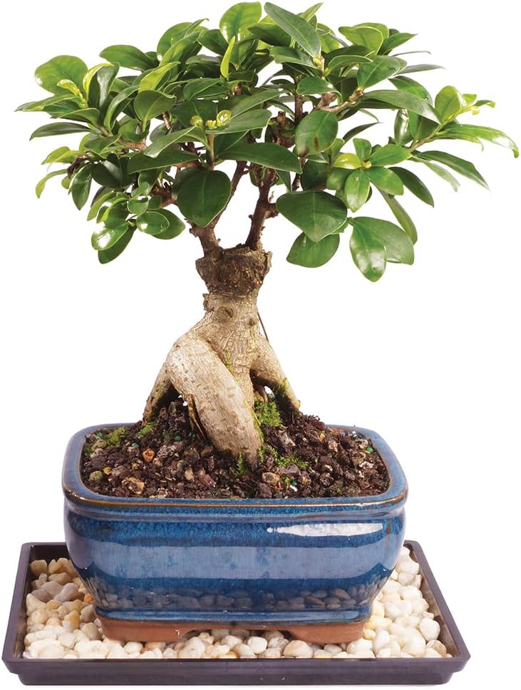 Ginseng Grafted Ficus Indoor Bonsai Tree - Small 6 to 8 In