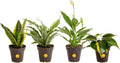 Costa Farms Live Plants Pack of 4 - Easy Indoor Foliage Set