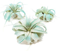 Teal Blue Colorful Tillandsia Air Plants - Long Lasting Color