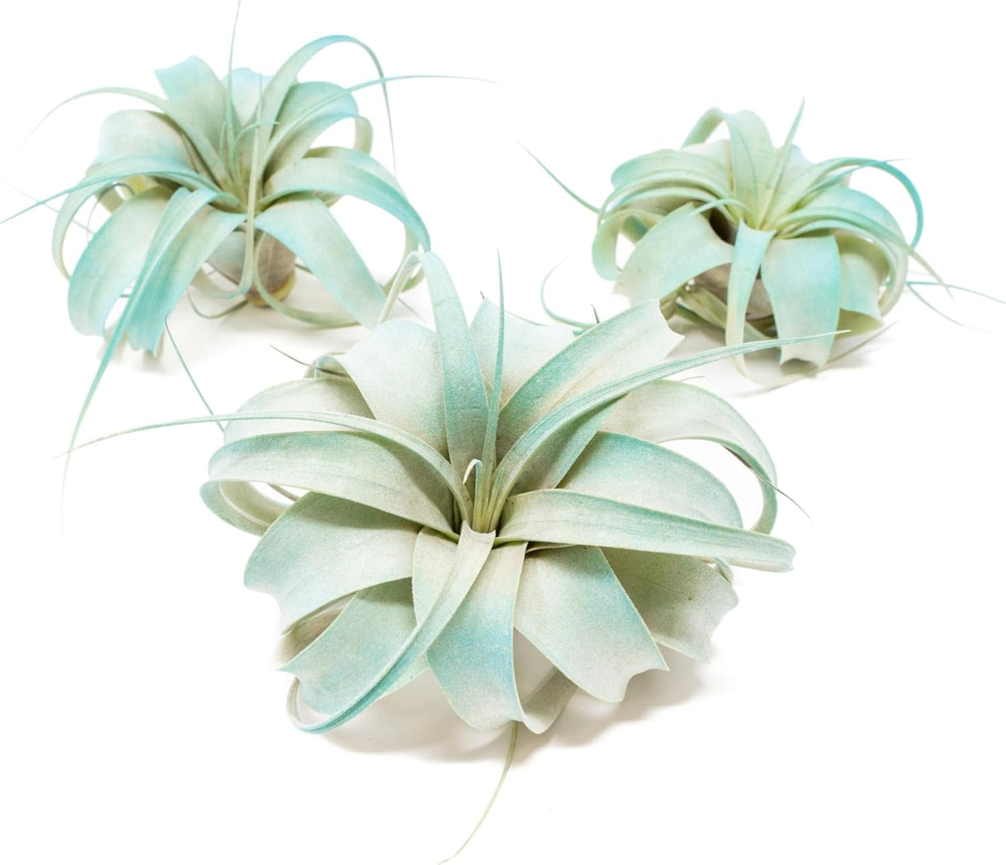 Colorful Tillandsia Air Plants for Home and Garden Decor