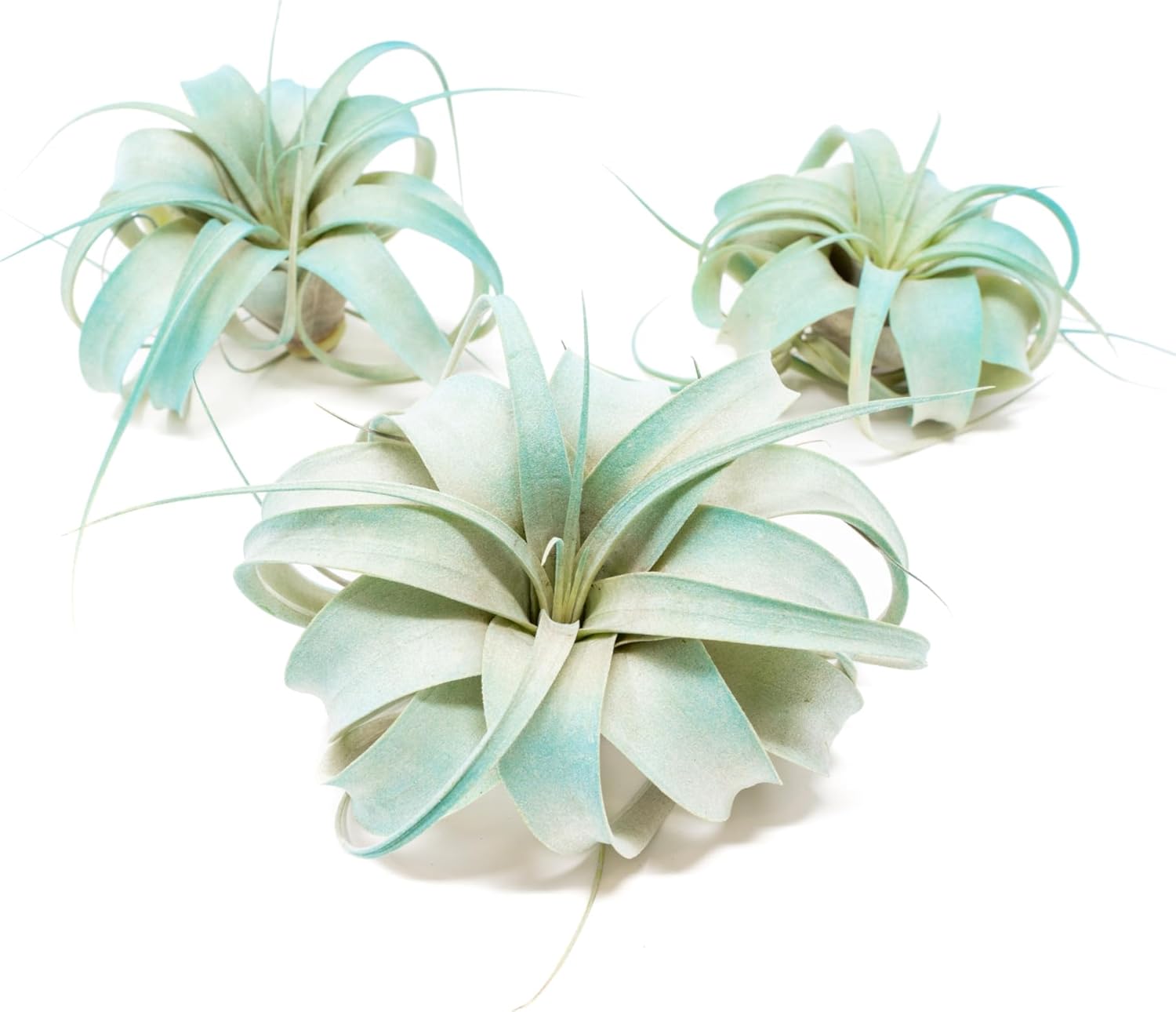 Colorful Tillandsia Air Plants for Home and Garden Decor