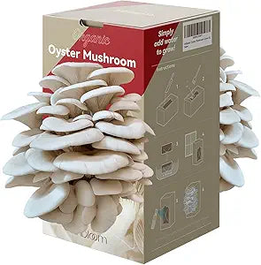 inbloom Organic Oyster Mushroom Grow Kit for Home Harvesting